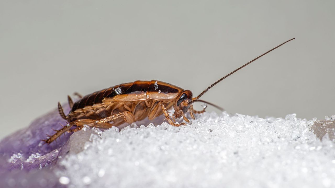 Blatte germanique en gros plan dans une cuisine