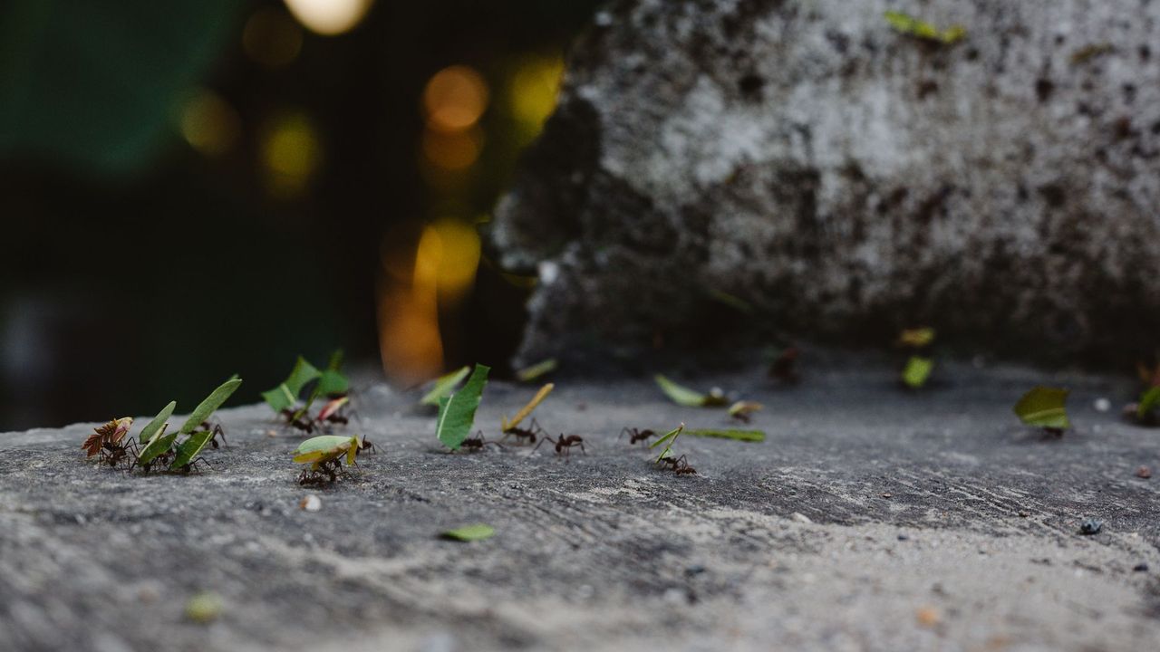 File de fourmis transportant des feuilles