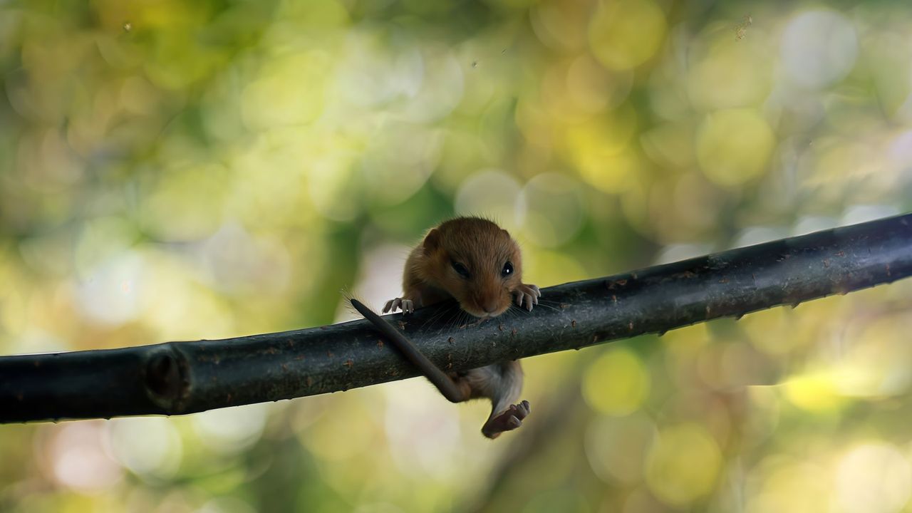 Petit lérot agrippé à une branche