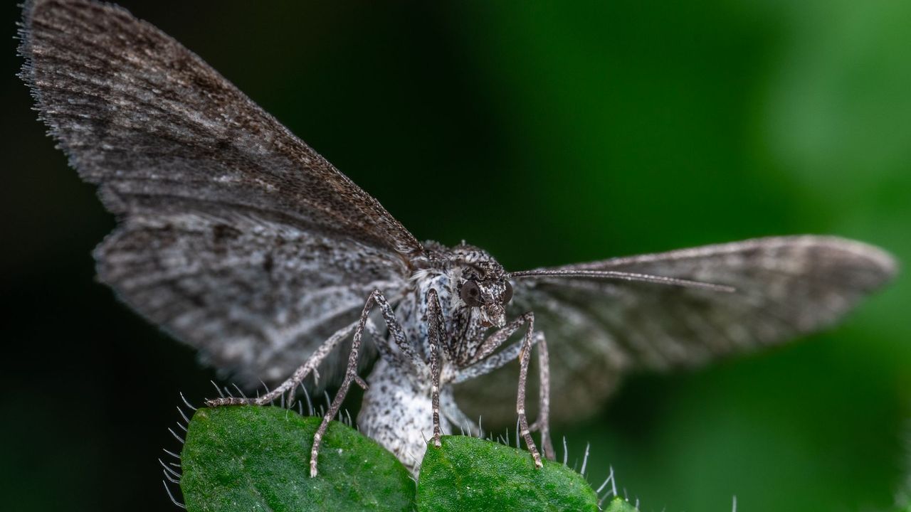 Mite grise ailes déployées
