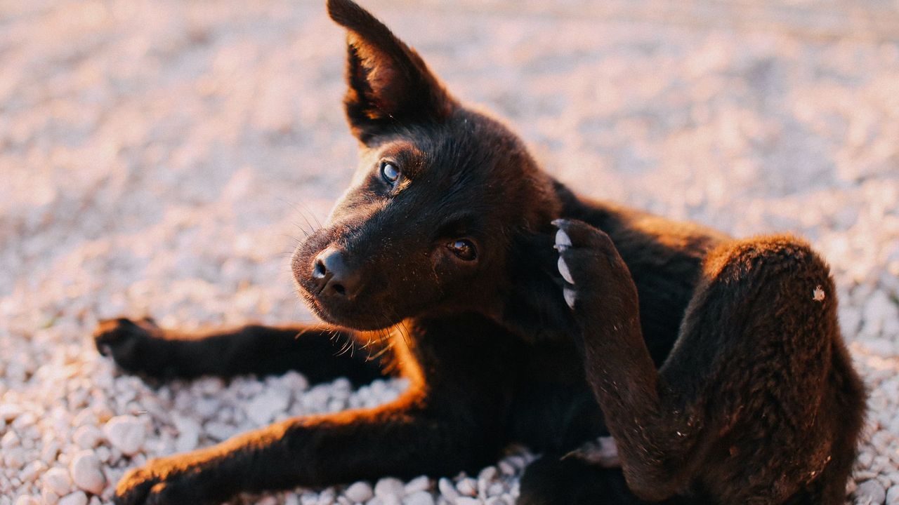 Chien qui se gratte, signe classique de puces