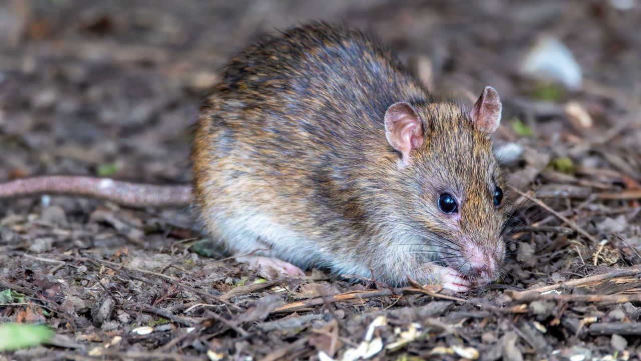 Rat surmulot au sol